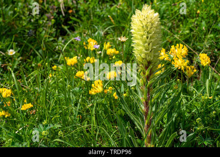 Yellow bellflower (Campanula thyrsoides), blooming, Austria, Tyrol Stock Photo