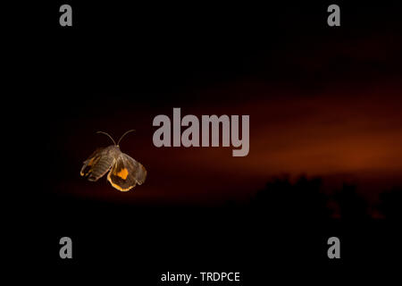 Lesser Broad-bordered Yellow Underwing, Langmaid's Yellow Underwing  (Noctua janthina), flying at night, Hungary Stock Photo