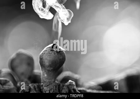 Puffball releasing the spores, Hungary Stock Photo