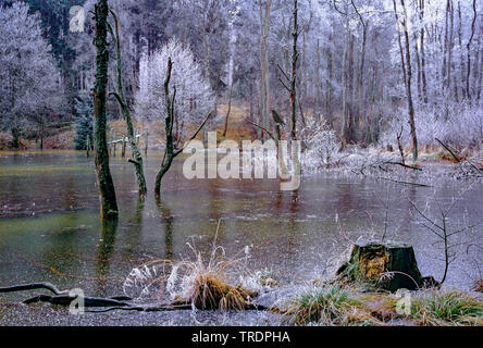 frozen lake in a forest, Germany, North Rhine-Westphalia, Eifel, Blankenheim Stock Photo