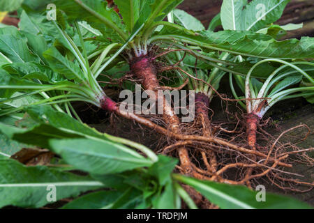 common evening primrose (Oenothera biennis), evening primrose roots, Germany Stock Photo