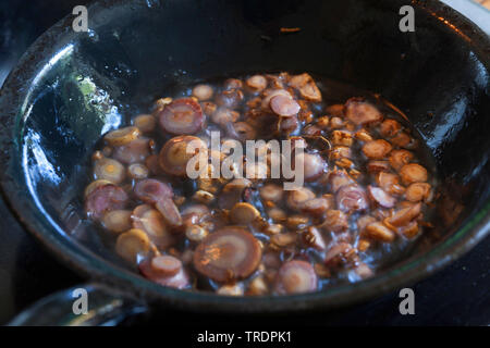 common evening primrose (Oenothera biennis), evening primrose roots, sliced and fried in a pan, Germany Stock Photo