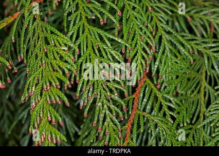 red cedar (Thuja plicata), twigs with male flowers Stock Photo