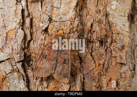 purple clay, purple clay moth (Diarsia brunnea), sitting at bark, Germany Stock Photo