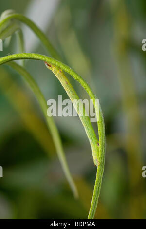 Common wave (Cabera exanthemata), caterpillar eating camouflaged at a willow, Germany Stock Photo