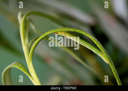 Common wave (Cabera exanthemata), caterpillar eating camouflaged at a willow, Germany Stock Photo