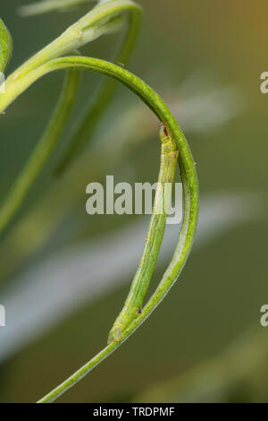 Common wave (Cabera exanthemata), caterpillar eating camouflaged at a willow, Germany Stock Photo