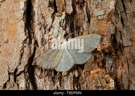 Common wave (Cabera exanthemata), sitting at bark, Germany Stock Photo