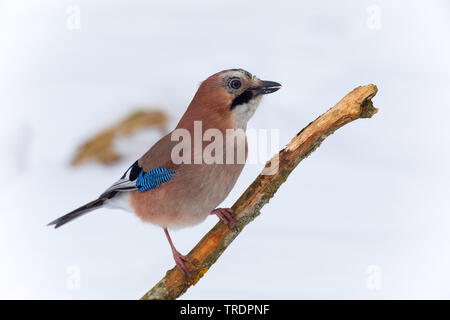 jay (Garrulus glandarius), perching on a branch at snow, side view, Germany Stock Photo