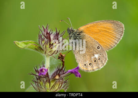 Chestnut heath (Coenonympha glycerion, Coenonympha iphis), on flower, Hungary Stock Photo