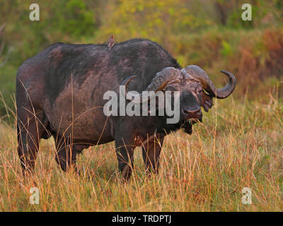 African buffalo (Syncerus caffer), standing in savanna, Kenya, Masai Mara National Park Stock Photo