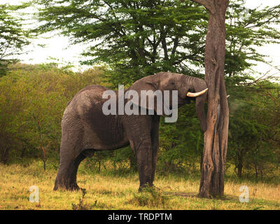 African elephant (Loxodonta africana), bull elephant at a tree trunk, side view, Kenya, Masai Mara National Park Stock Photo