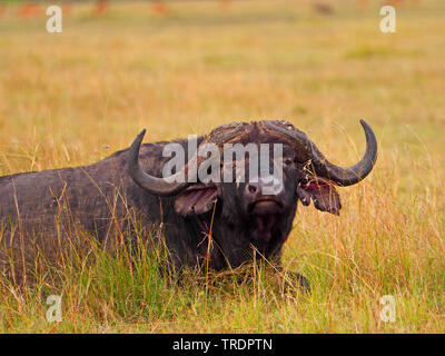 African buffalo (Syncerus caffer), lying in savanna, Kenya, Masai Mara National Park Stock Photo