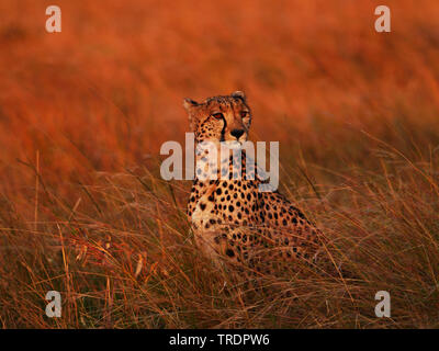 cheetah (Acinonyx jubatus), female cheetah sitting on savannah grass, Kenya, Masai Mara National Park Stock Photo