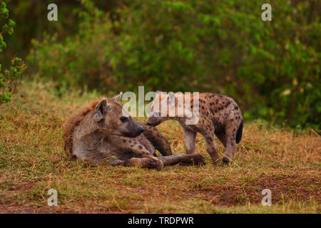spotted hyena (Crocuta crocuta), with cub, Kenya, Masai Mara National Park Stock Photo