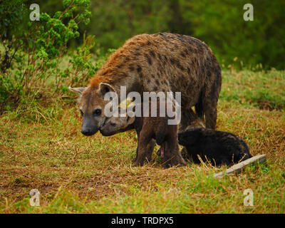 spotted hyena (Crocuta crocuta), with two cubs, Kenya, Masai Mara National Park Stock Photo