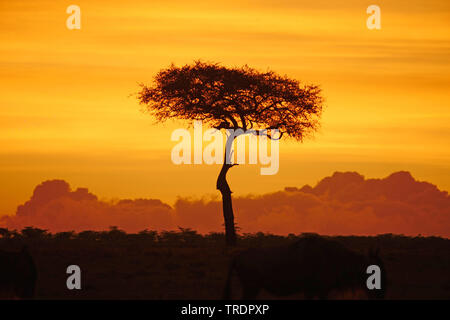 tree at sunset in the savannah , Kenya, Masai Mara National Park Stock Photo