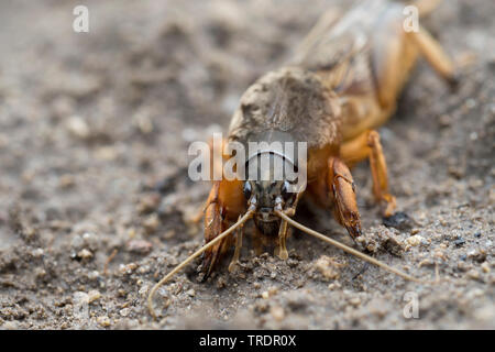 Cricket Hungary