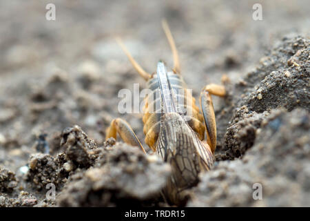 Cricket Hungary