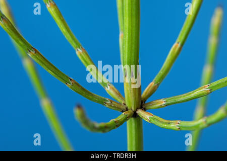 Marsh horsetail (Equisetum palustre), sprout, Germany Stock Photo