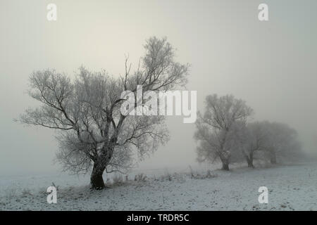 Winter landscape in black and white, Hungary Stock Photo