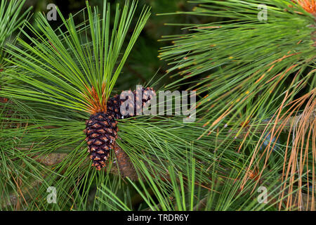 ponderosa pine, bull pine, blackjack pine, western yellow-pine (Pinus ponderosa), branch with cones Stock Photo