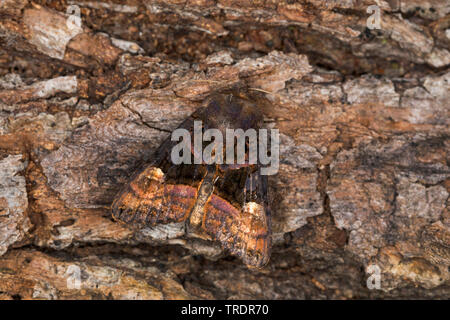 Small Angle Shades (Euplexia lucipara), sitting at bark, view from above, Germany Stock Photo