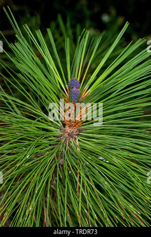ponderosa pine, bull pine, blackjack pine, western yellow-pine (Pinus ponderosa), branch with young cones Stock Photo