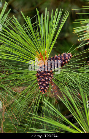 ponderosa pine, bull pine, blackjack pine, western yellow-pine (Pinus ponderosa), branch with cones Stock Photo