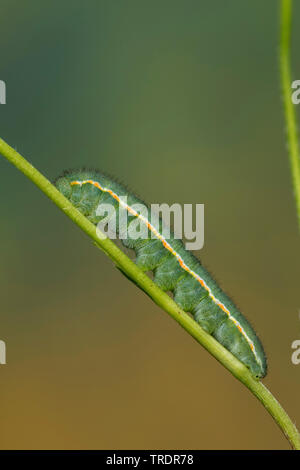 Pale Clouded Yellow (Colias hyale), caterpillar on clover, Germany Stock Photo
