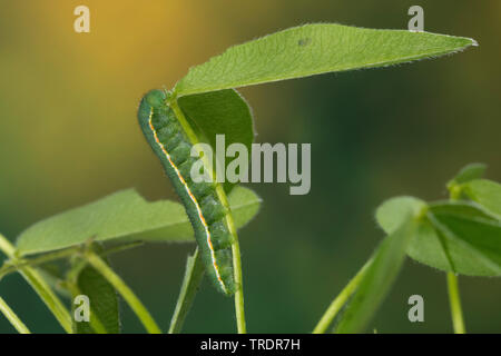 Pale Clouded Yellow (Colias hyale), caterpillar on clover, Germany Stock Photo