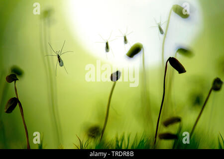 mosquitoes trapped in spider web between mosses, Hungary Stock Photo