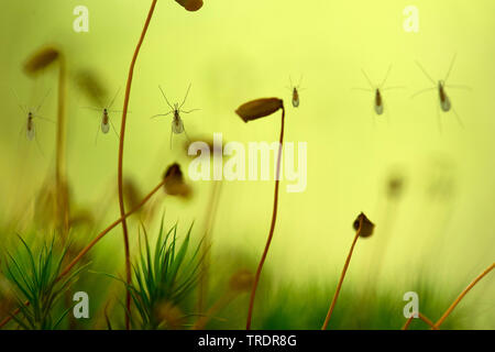 mosquitoes trapped in spider web between mosses, Hungary Stock Photo