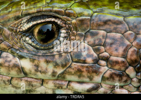 Eastern Green Lizard, European green lizard, Emerald lizard (Lacerta viridis, Lacerta viridis viridis), photographer is reflected in the eye of an Emerald lizard, Hungary Stock Photo