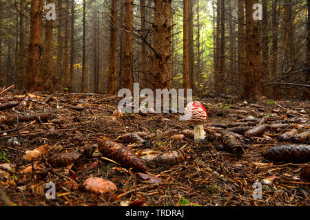 fly agaric (Amanita muscaria), young fly agaric in a spruce forest, Hungary