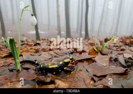 European fire salamander (Salamandra salamandra), in a winter forest with snowdrops, side view, Hungary Stock Photo