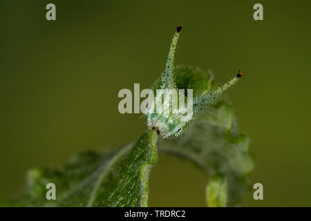 purple emperor (Apatura iris), caterpillar on willow leaf, Salix caprea, Germany Stock Photo