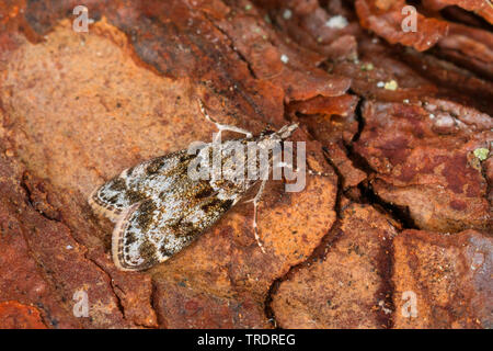 Small Grey (Eudonia mercurella), on dead wood, view from above, Germany Stock Photo