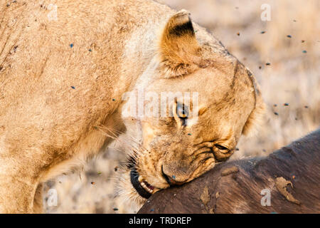 lion (Panthera leo), lioness feeding on African Buffalo carcass, South Africa, Mpumalanga, Kruger National Park Stock Photo