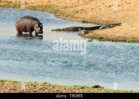 hippopotamus, hippo, Common hippopotamus (Hippopotamus amphibius), standing in shallow water, crocodiles lying on the waterside, South Africa, Mpumalanga, Kruger National Park Stock Photo