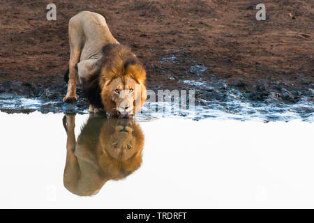 lion (Panthera leo), drinking male lion in the Kruger National Park, reflection at the water place, South Africa, Mpumalanga, Kruger National Park Stock Photo