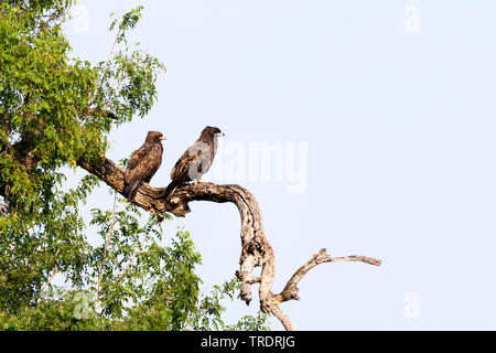 Wahlberg's eagle (Hieraaetus wahlbergi), couple perching together on a dead branch, South Africa, Mpumalanga, Kruger National Park Stock Photo