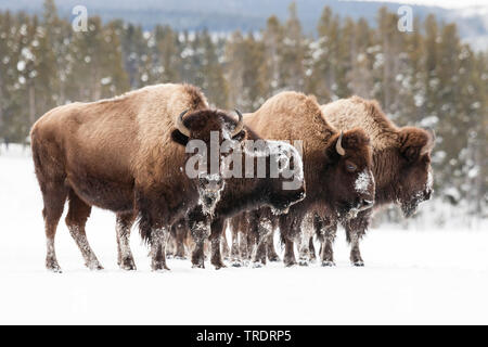American bison, buffalo (Bison bison), four buffalos standing side by side in the snow , USA, Wyoming, Yellowstone National Park Stock Photo