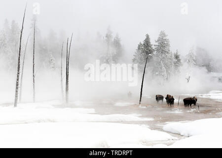 American bison, buffalo (Bison bison), herd standing near a hot spring in winter, USA, Wyoming, Yellowstone National Park Stock Photo