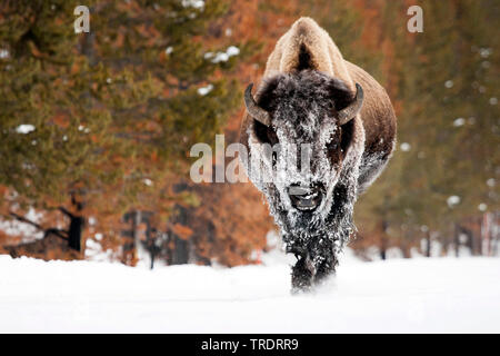 American bison, buffalo (Bison bison), standing in the snow, front view, USA, Wyoming, Yellowstone National Park Stock Photo