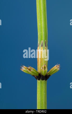 Marsh horsetail (Equisetum palustre), sprout, Germany Stock Photo