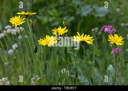 Oriental Goet's Beart, Jack-Go-To-Bed-At-Noon (Tragopogon pratensis subsp. orientalis, Tragopogon orientalis), blooming, Germany Stock Photo