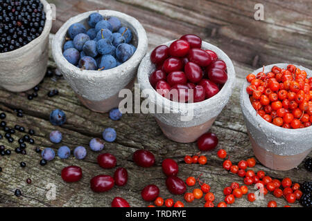 wild fruits in pots: blackthorn berries, elderberries, rowan tree berries and cornelian cherry wood berries, Germany Stock Photo