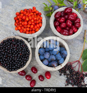 wild fruits in pots: blackthorn berries, elderberries, rowan tree berries and cornelian cherry wood berries, Germany Stock Photo