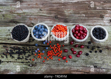 wild fruits in pots: blackthorn berries, elderberries, rowan tree berries, cornelian cherry wood berries and blackberries, Germany Stock Photo